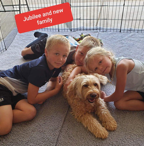 australian labradoodle